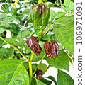 A plant with Chocolate Habanero peppers (Capsicum chinense) 106971091