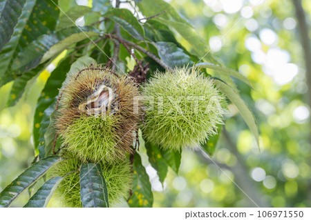 Taste of Autumn: Chestnut trees and chestnuts, Utsunomiya City, Tochigi Prefecture Taste of Autumn: Chestnut trees and chestnuts, Utsunomiya City, Tochigi Prefecture 106971550