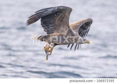 白尾鷹釣魚 白尾鷹釣魚 106971595