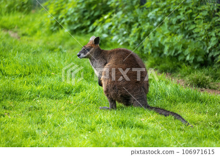 Red-necked Wallaby Red-necked Wallaby 106971615
