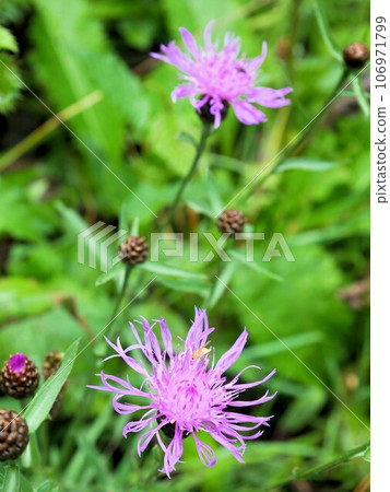 Swiss wildflower Centaurea jacea Swiss wildflower Centaurea jacea 106971799