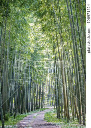 Autumn bamboo forest and path, Utsunomiya City, Tochigi Prefecture 106971824
