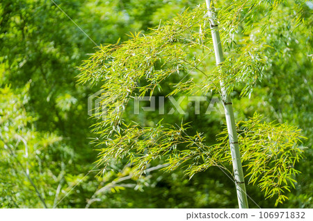 栃木縣宇都宮市秋天的竹林和小路 栃木縣宇都宮市秋天的竹林和小路 106971832
