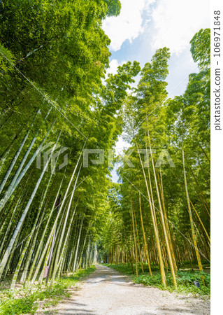 栃木縣宇都宮市秋天的竹林和小路 栃木縣宇都宮市秋天的竹林和小路 106971848