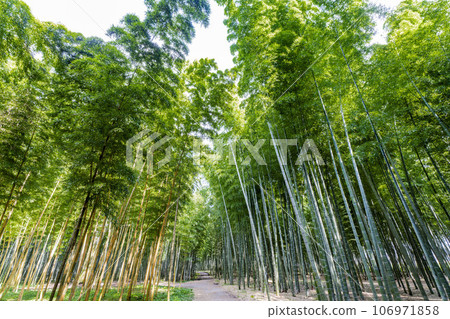 栃木縣宇都宮市秋天的竹林和小路 栃木縣宇都宮市秋天的竹林和小路 106971858