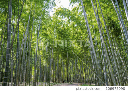 栃木縣宇都宮市秋天的竹林和小路 106972098