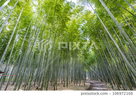 Autumn bamboo forest and path, Utsunomiya City, Tochigi Prefecture Autumn bamboo forest and path, Utsunomiya City, Tochigi Prefecture 106972108