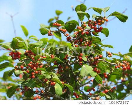 Ilex serrata fruit Ilex serrata fruit 106972177