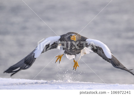 Steller's sea eagle taking off Steller's sea eagle taking off 106972241