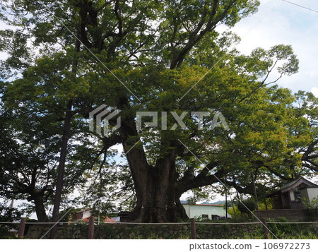野間的大櫸樹(夏季) 野間的大櫸樹(夏季) 106972273