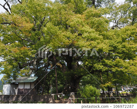 野間的大櫸樹(夏季) 野間的大櫸樹(夏季) 106972287