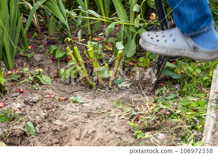The gardener is digging with a shovel. A man works with garden flowers. Dahlias in the ground. 106972338