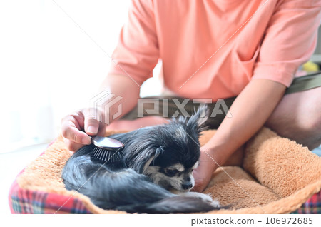 一隻被寵壞的吉娃娃和他心愛的爸爸一起曬太陽時被梳理毛髮 一隻被寵壞的吉娃娃和他心愛的爸爸一起曬太陽時被梳理毛髮 106972685