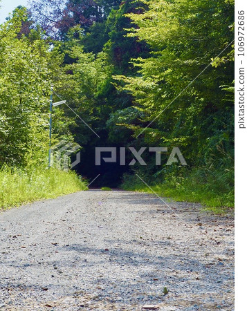 通往森林的鄉間小路 通往森林的鄉間小路 106972686