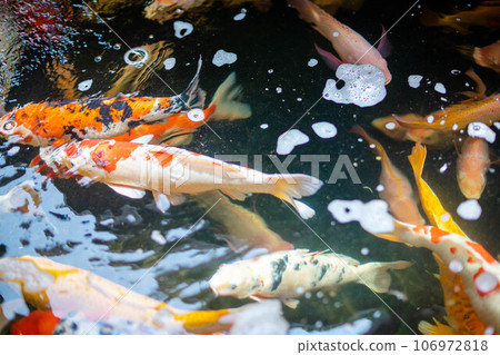 Koi fish A large school of Koi fish cluster together Koi fish A large school of Koi fish cluster together 106972818