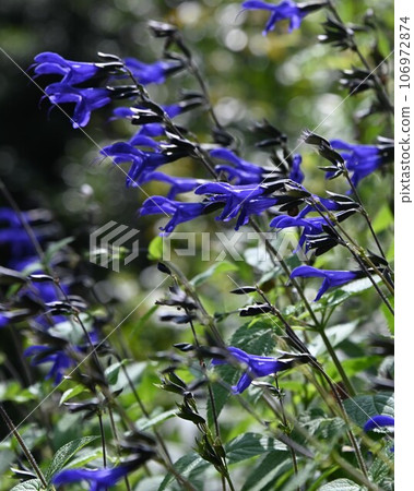 Purple lavender Purple lavender 106972874