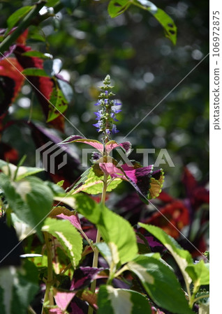 cute celosia flowers cute celosia flowers 106972875