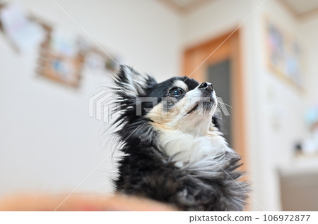Close-up of a senior Chihuahua relaxing in the living room looking up Close-up of a senior Chihuahua relaxing in the living room looking up 106972877