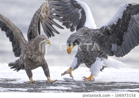 White-tailed eagle and Steller's sea eagle competing for food White-tailed eagle and Steller's sea eagle competing for food 106973158