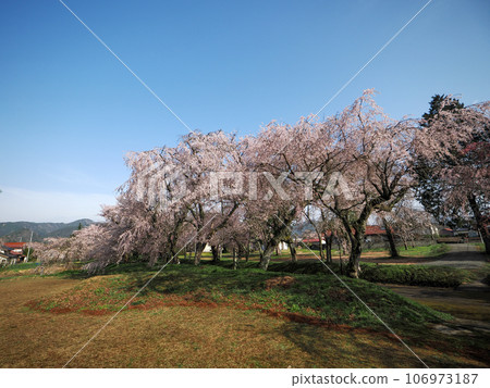Row of cherry blossom trees at Tokusa Hachimangu Shrine in Ato Tokusa, Yamaguchi City 106973187