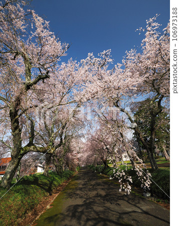 Row of cherry blossom trees at Tokusa Hachimangu Shrine in Ato Tokusa, Yamaguchi City Row of cherry blossom trees at Tokusa Hachimangu Shrine in Ato Tokusa, Yamaguchi City 106973188