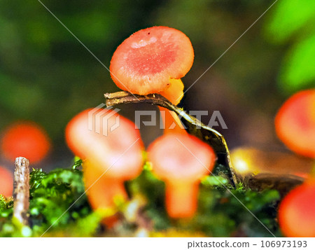 Landscape with Akanuma russula 106973193