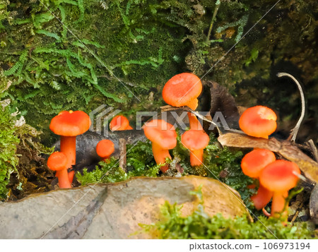 Landscape with Akanuma russula 106973194