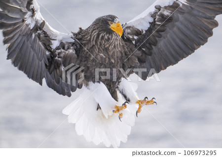 Shiretoko Steller's sea eagle 106973295