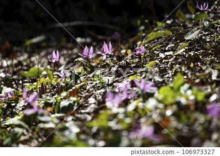 卡塔庫栗花盛開的春天里山 卡塔庫栗花盛開的春天里山 106973327