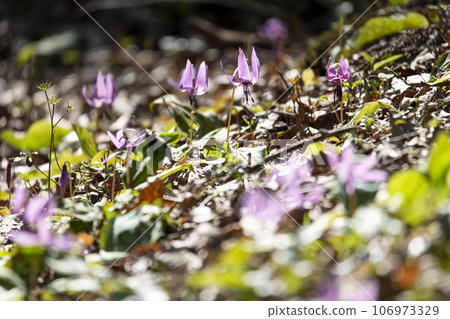 Spring Satoyama where Katakuri flowers bloom 106973329