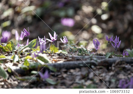 卡塔庫栗花盛開的春天里山 卡塔庫栗花盛開的春天里山 106973332