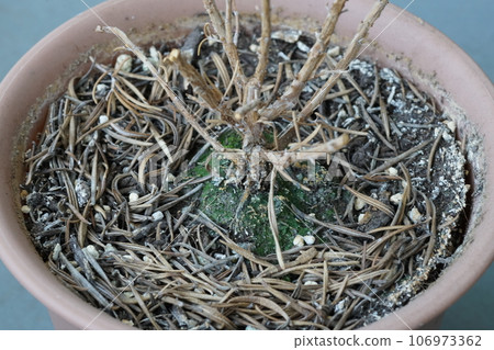 Withered flowerpot 106973362
