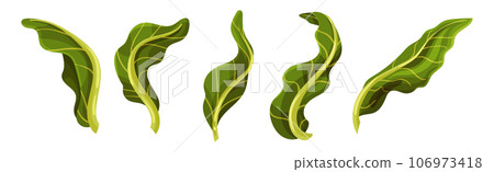 Romanesco Cabbage Species Bright Green Leaf Vector Set Romanesco Cabbage Species Bright Green Leaf Vector Set 106973418