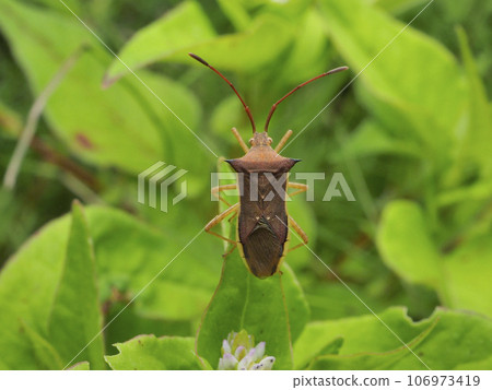 Hari bug 106973419
