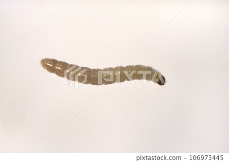 野志斑梅蛾幼蟲 106973445