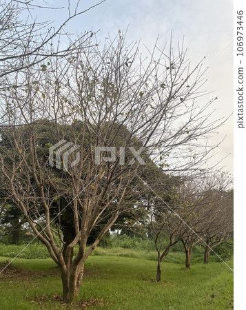 秋天的風格 106973446