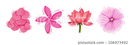 Bright Pink Flower and Showy Bud as Garden Element Vector Set 106973492