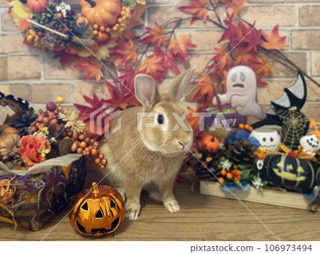 穿著萬聖節服裝的兔子 106973494