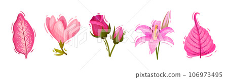 Bright Pink Flower and Showy Bud as Garden Element Vector Set 106973495