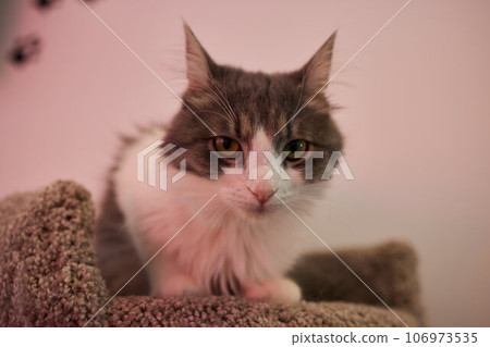 Funny domestic cat climbs up the cat pole. 106973535