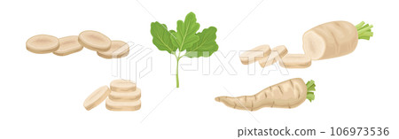 Parsnip Root Vegetable with Green Leaf Vector Set 106973536