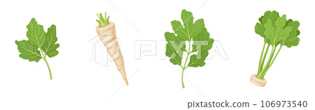 Parsnip Root Vegetable with Green Leaf Vector Set Parsnip Root Vegetable with Green Leaf Vector Set 106973540