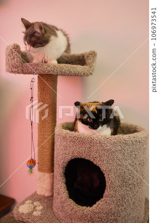 Funny domestic cat climbs up the cat pole. 106973541