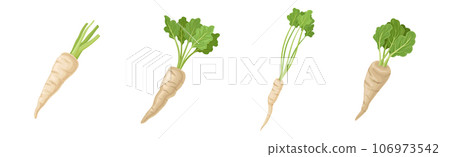 Parsnip Root Vegetable with Green Leaf Vector Set Parsnip Root Vegetable with Green Leaf Vector Set 106973542