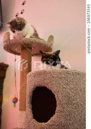 Funny domestic cat climbs up the cat pole. 106973543