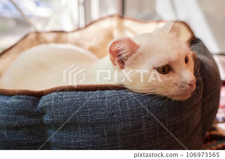 Close-up of a cat face. Portrait of a female kitten. Cat looks curious and alert. Detailed picture of a cats face. Close-up of a cat face. Portrait of a female kitten. Cat looks curious and alert. Detailed picture of a cats face. 106973565