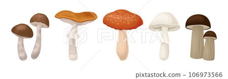 Edible Mushroom with Cap and Stem as Forest Plant Vector Set 106973566