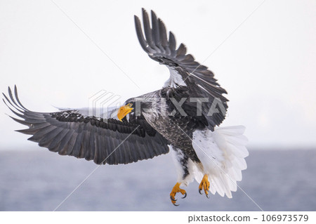 Shiretoko Steller's sea eagle 106973579