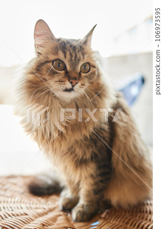 Close-up of a cat face. Portrait of a female kitten. Cat looks curious and alert. Detailed picture of a cats face. 106973595