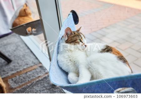 cute cat laying in wall glass mounted bed. cute cat laying in wall glass mounted bed. 106973603